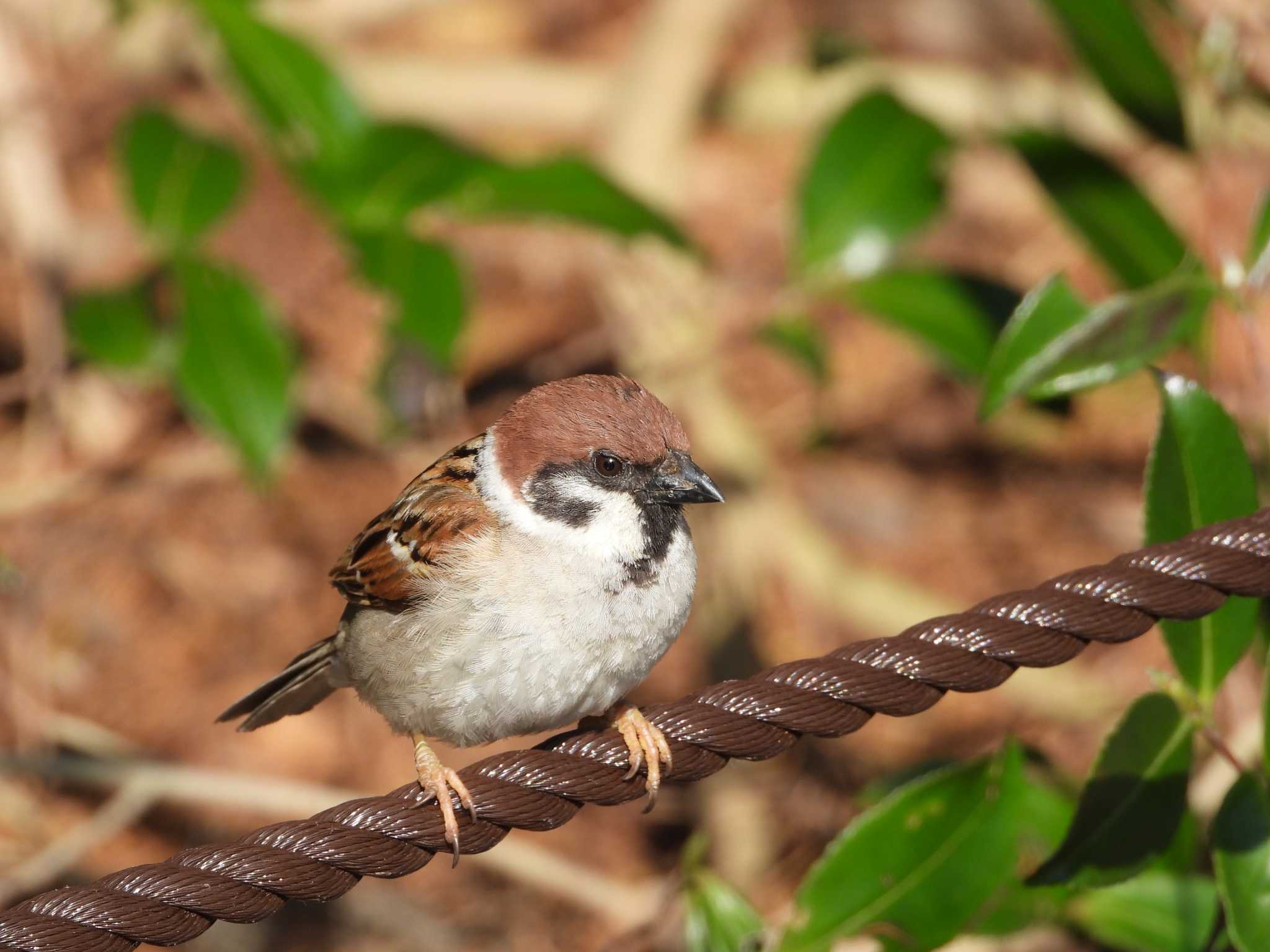 Eurasian Tree Sparrow