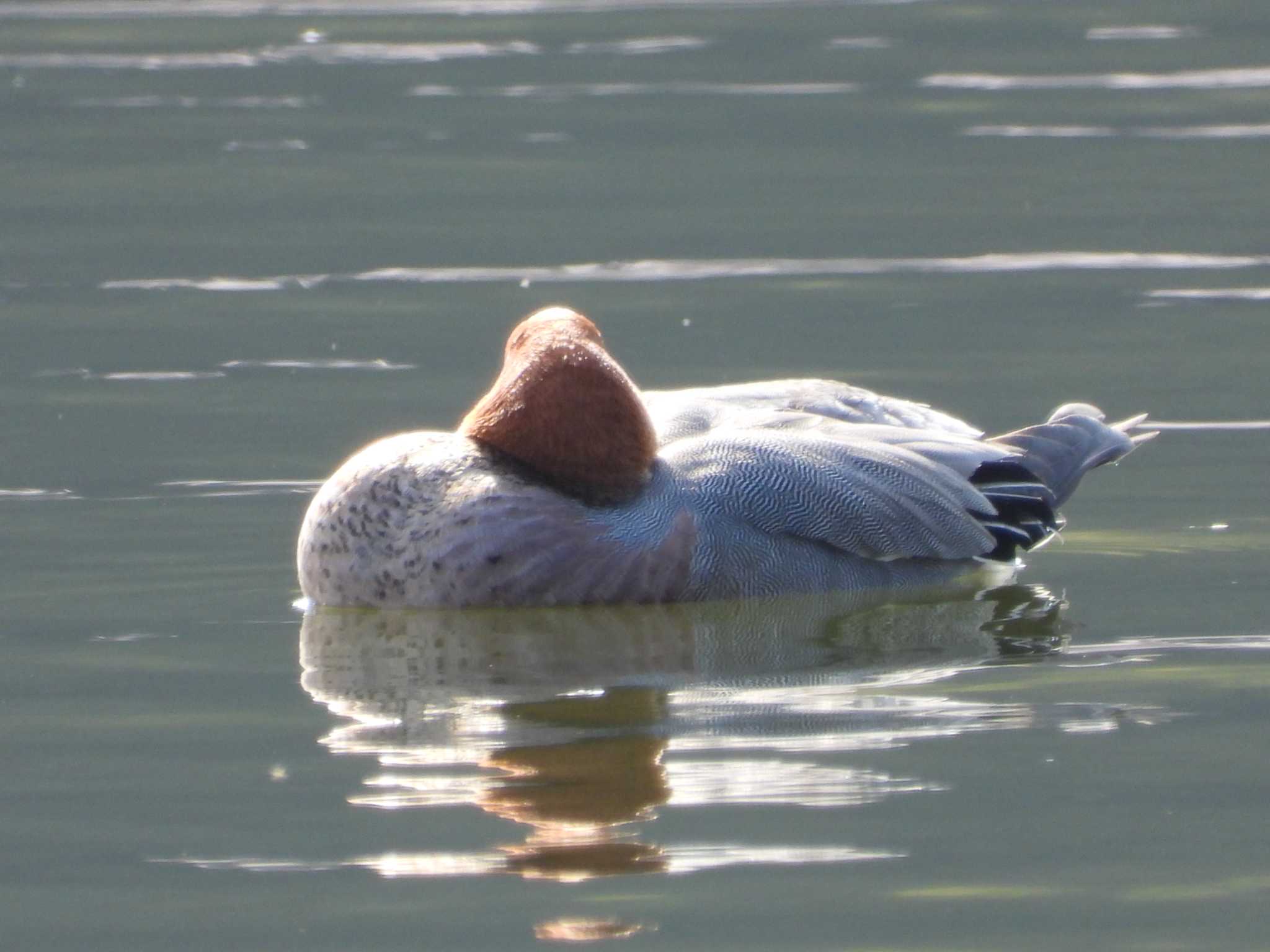 Eurasian Wigeon