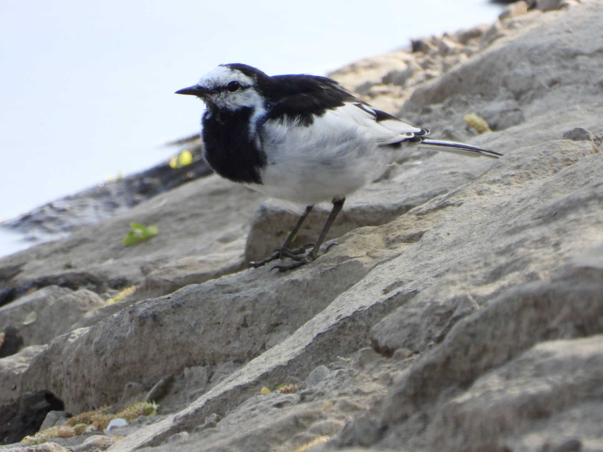 White Wagtail