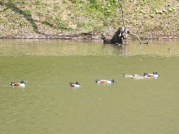 ハシビロガモ 坂田ヶ池総合公園 2022年4月9日(土)