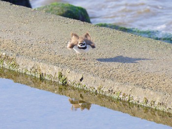 Sat, 4/9/2022 Birding report at 日の出三番瀬沿い緑道