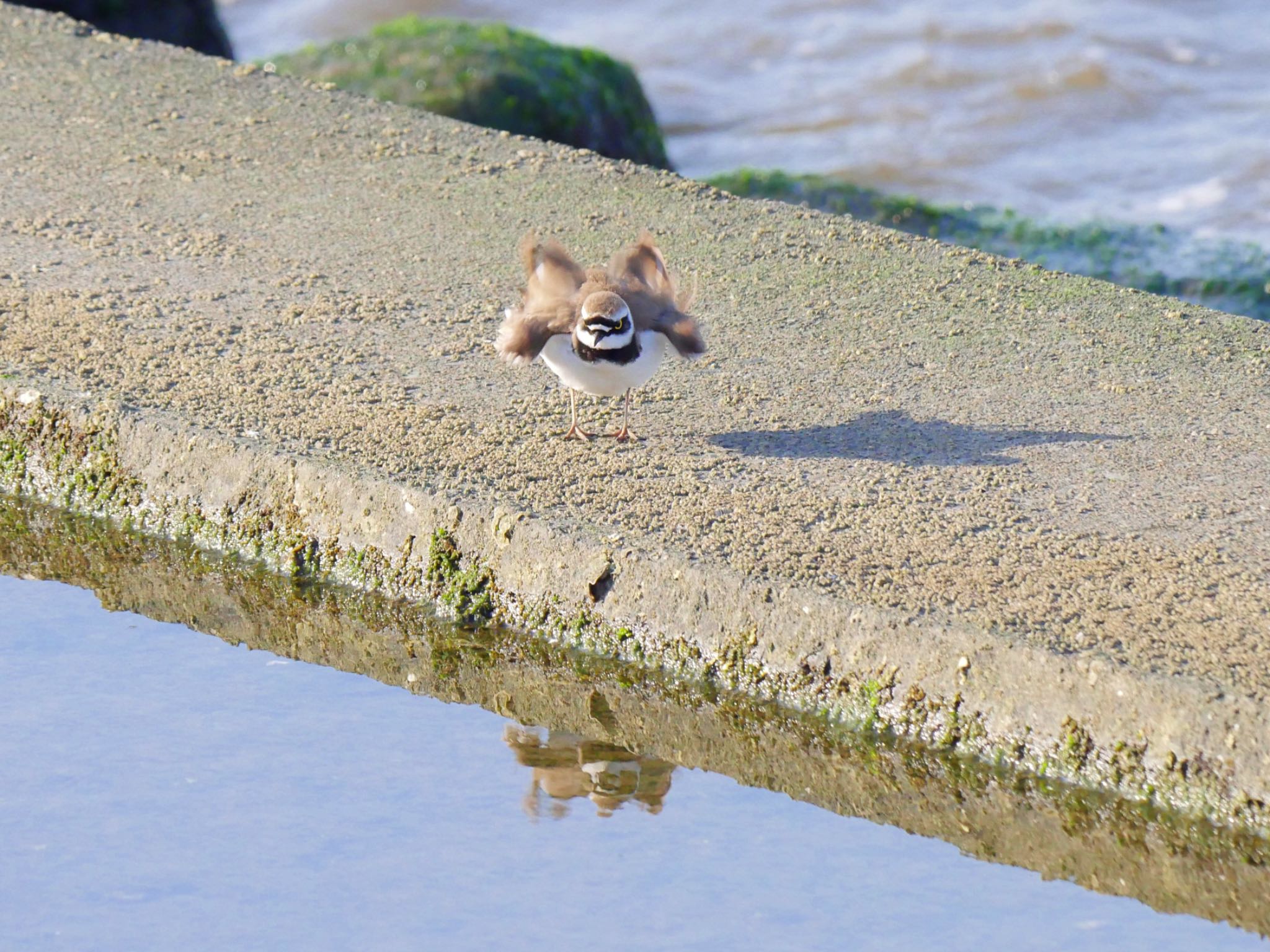 Little Ringed Plover