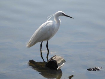 コサギ 千波湖公園 2022年4月9日(土)