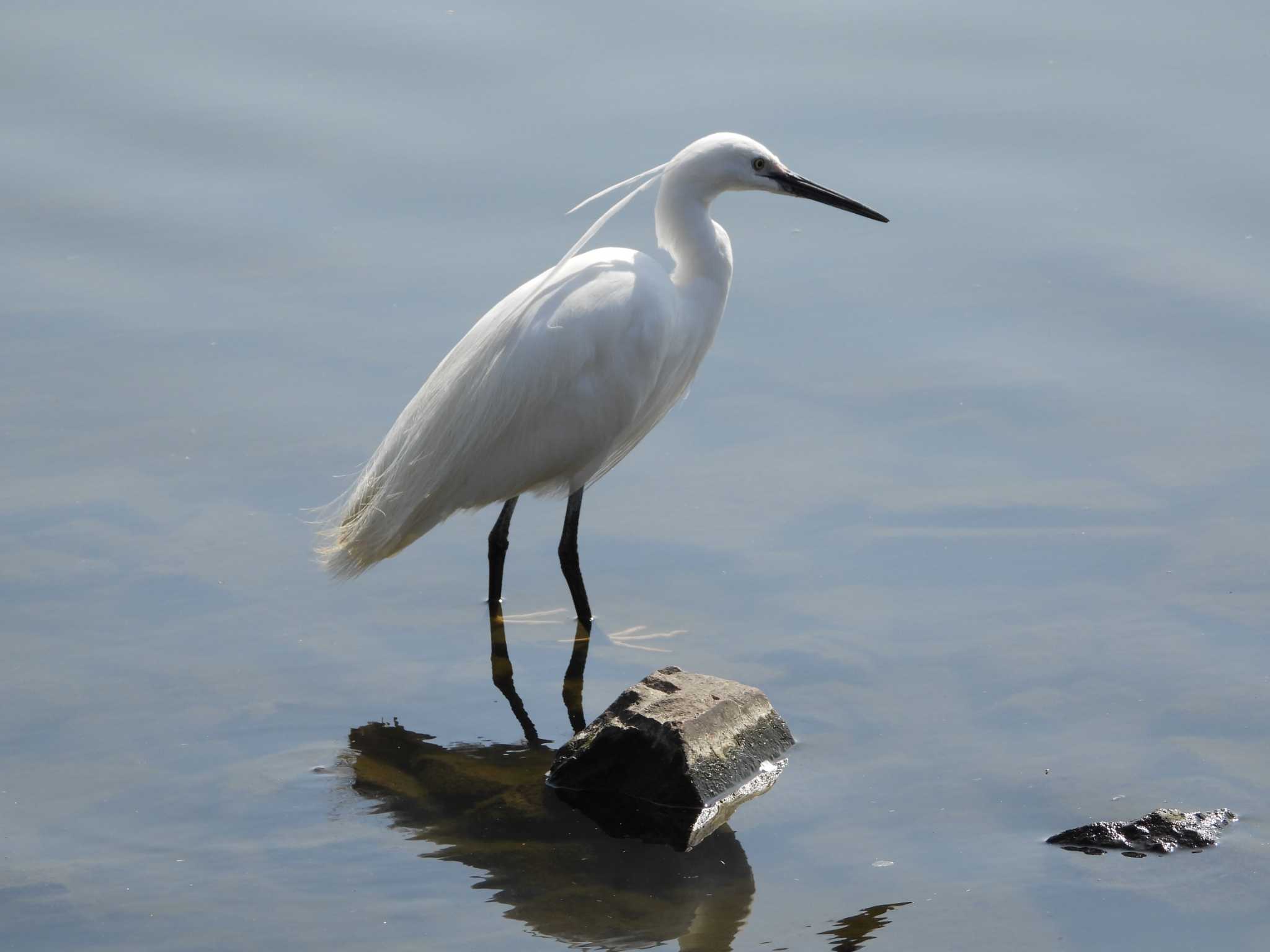 Little Egret