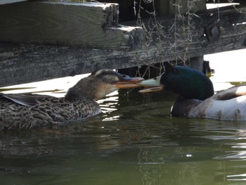 マガモ 千波湖公園 2022年4月9日(土)