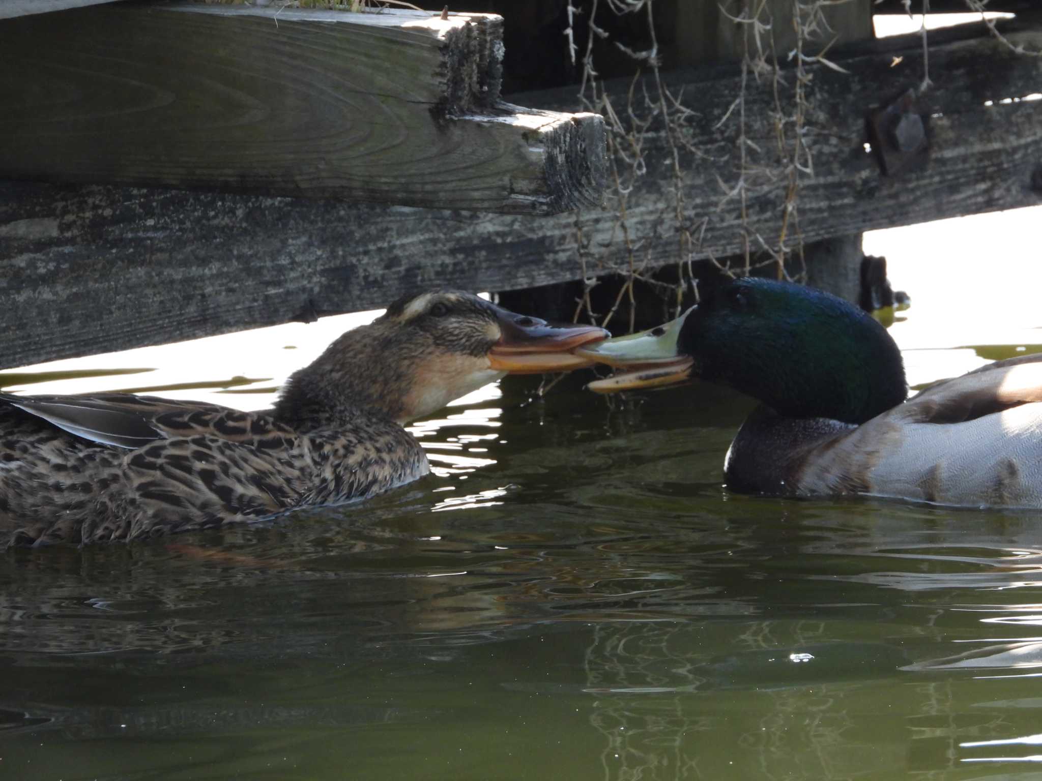 Mallard