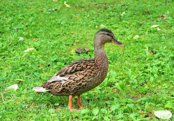 Mallard 札幌市 Fri, 8/25/2017