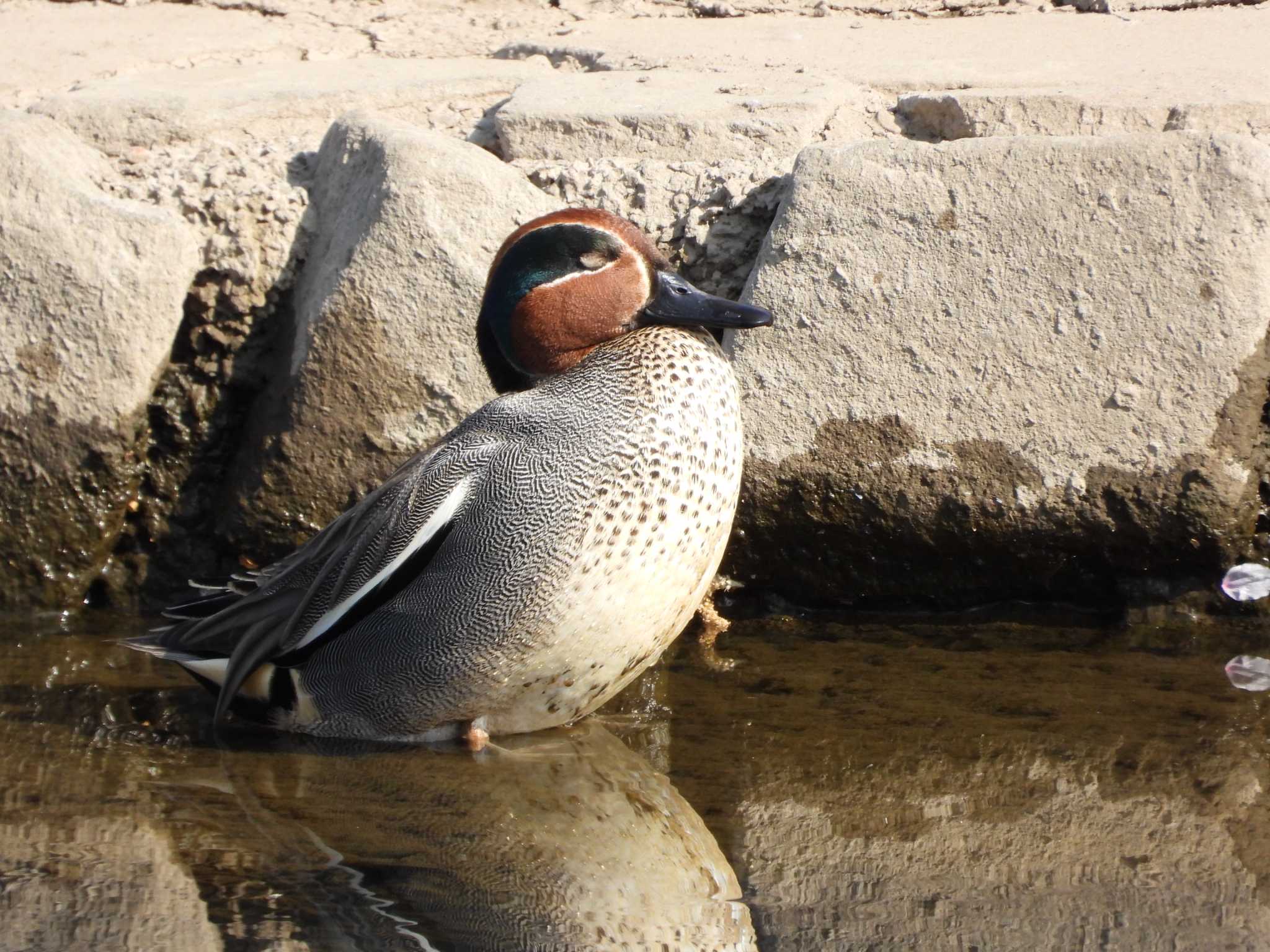 Eurasian Teal