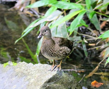 Mandarin Duck 上高地 Sun, 8/6/2017