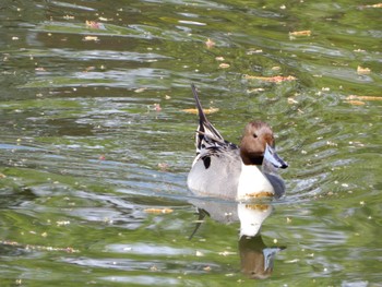 Mon, 4/11/2022 Birding report at Shakujii Park