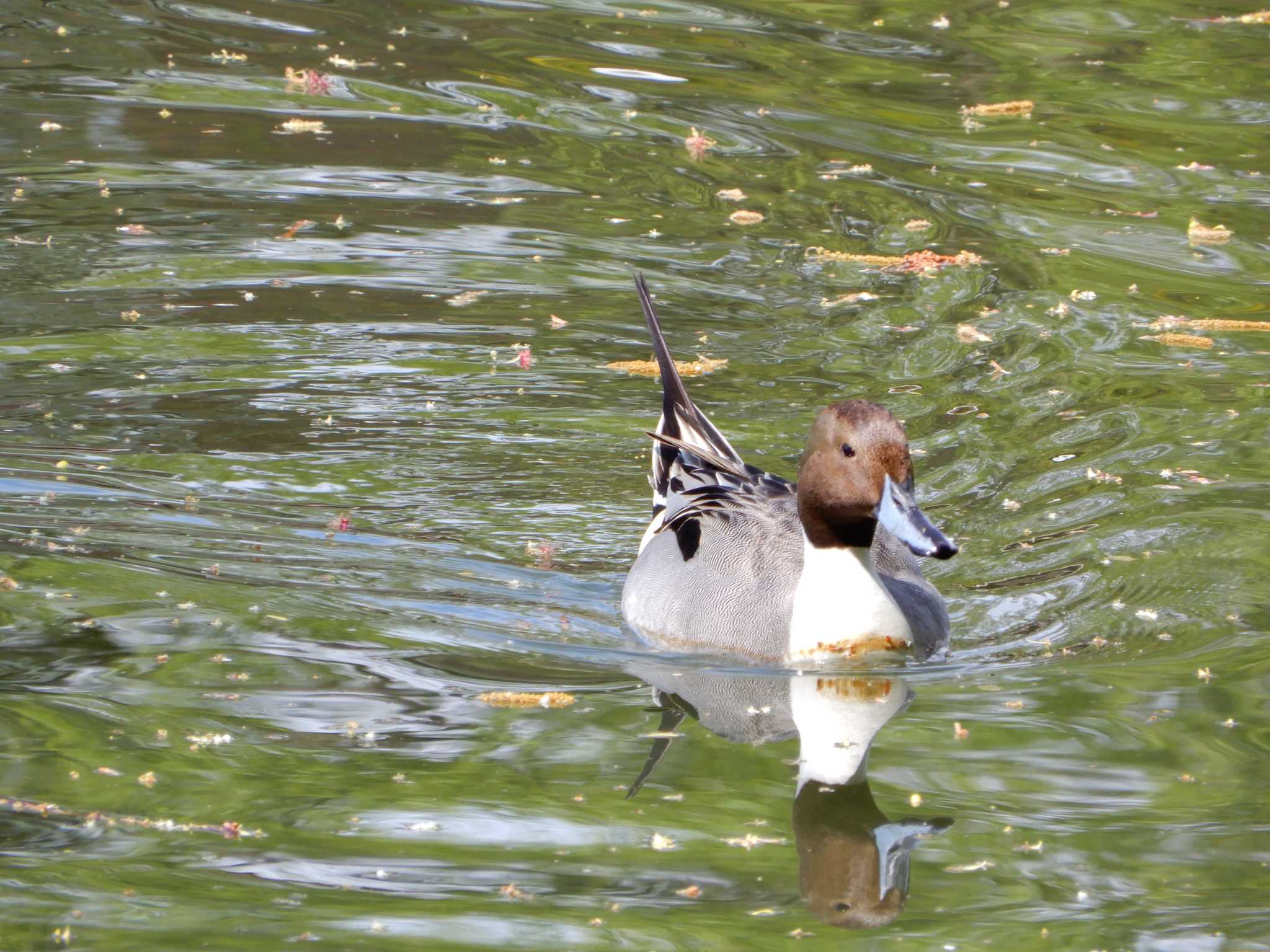 Northern Pintail