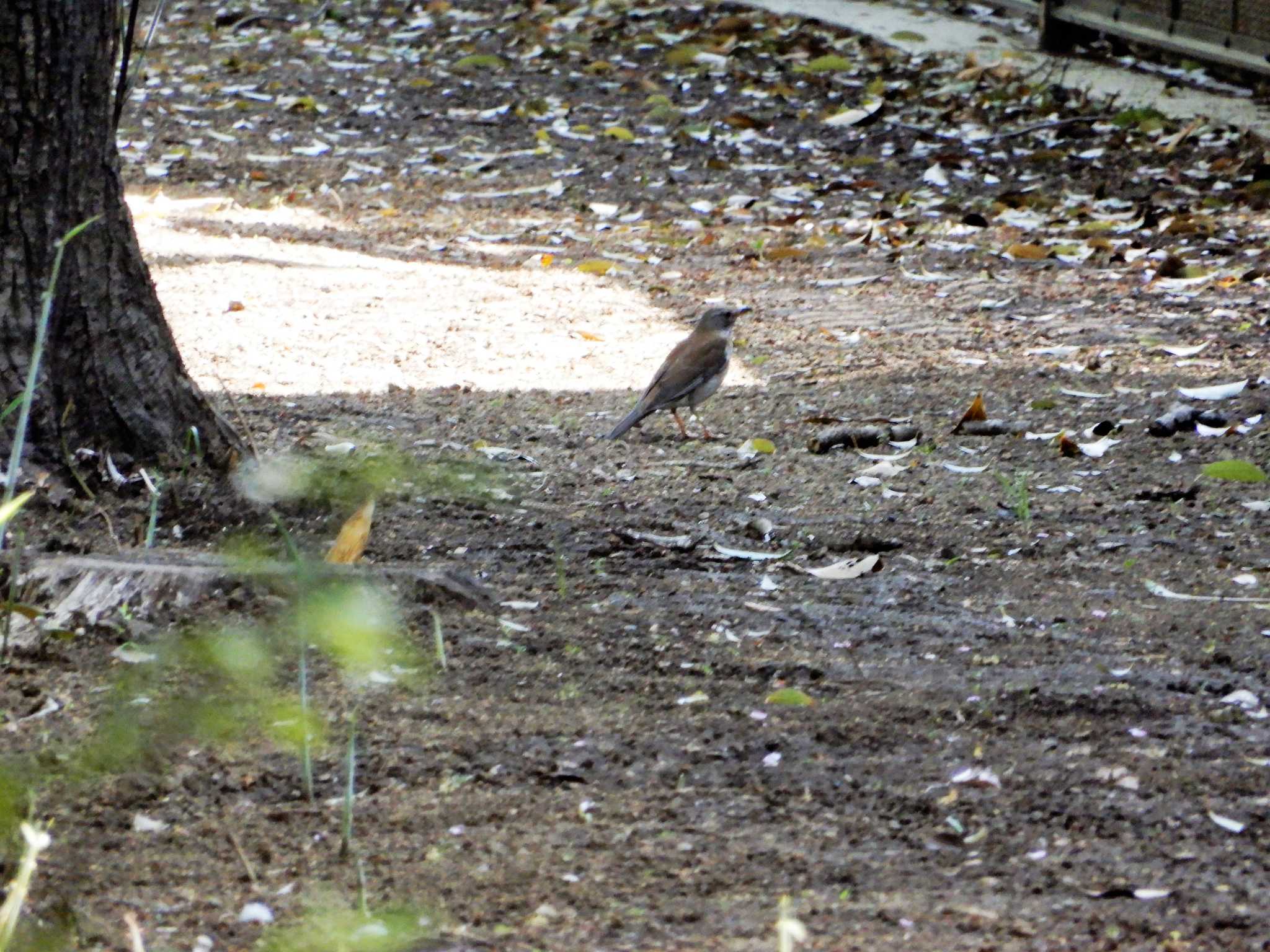 Pale Thrush