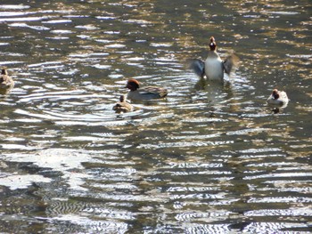 Mon, 4/11/2022 Birding report at 平和の森公園、妙正寺川