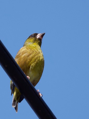 2022年4月10日(日) 昭和記念公園の野鳥観察記録