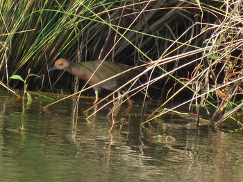 Ruddy-breasted Crake 和歌山県 Mon, 11/7/2016