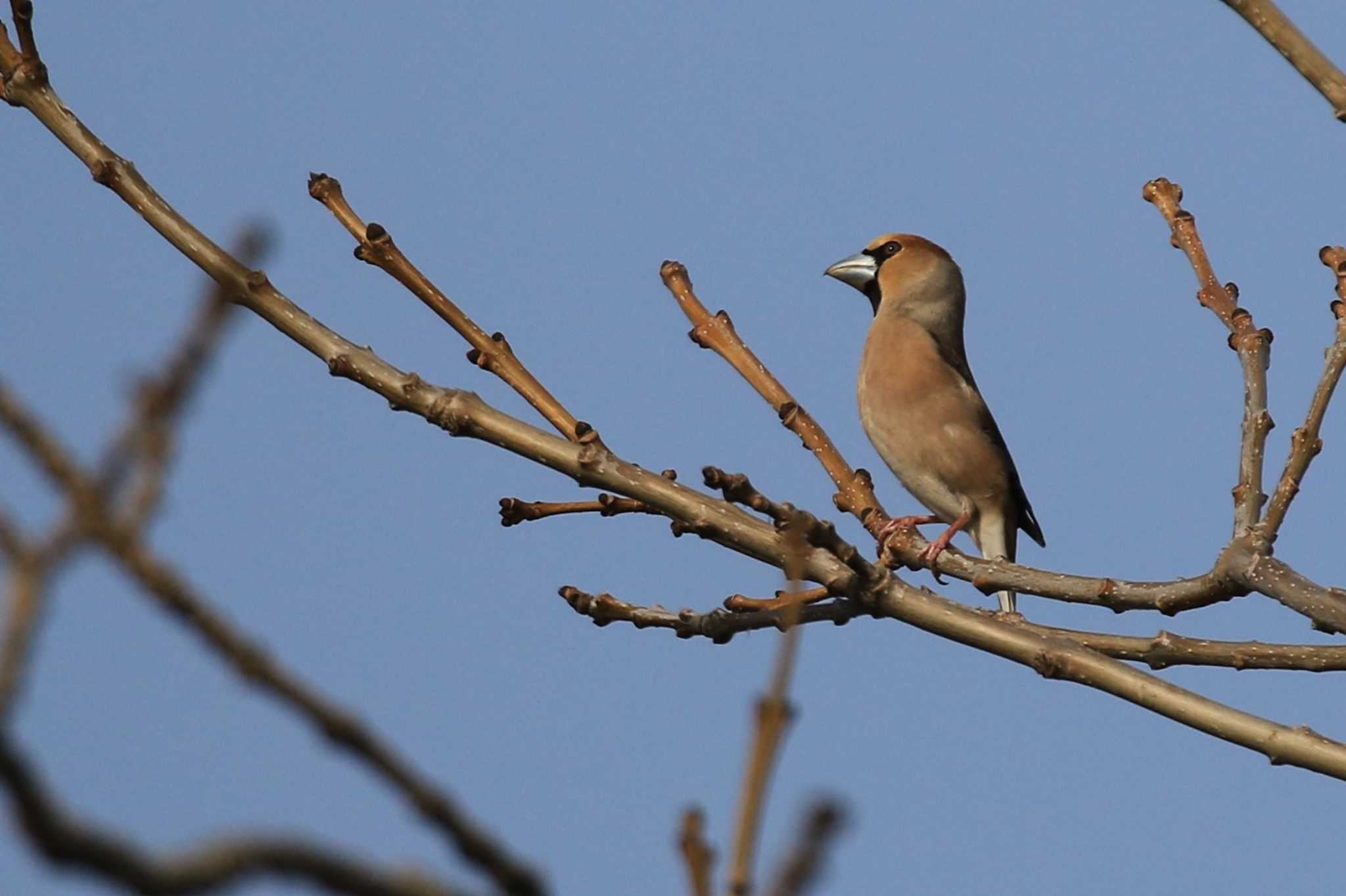 Hawfinch