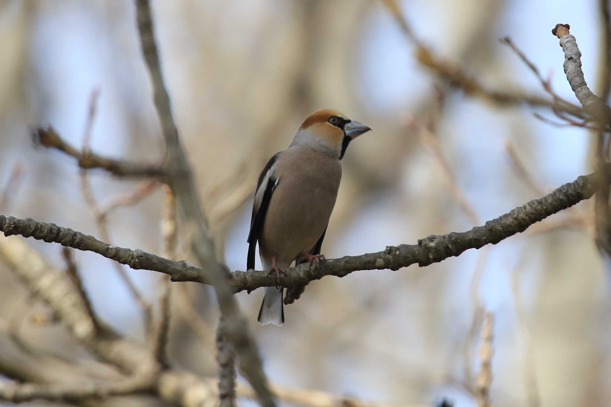 Hawfinch