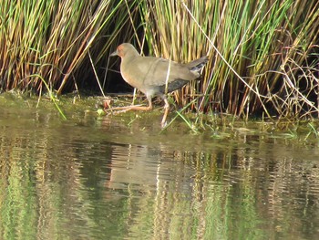 Ruddy-breasted Crake 和歌山県 Mon, 11/7/2016