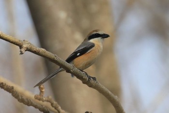 Mon, 4/11/2022 Birding report at 北海道 函館市 東山