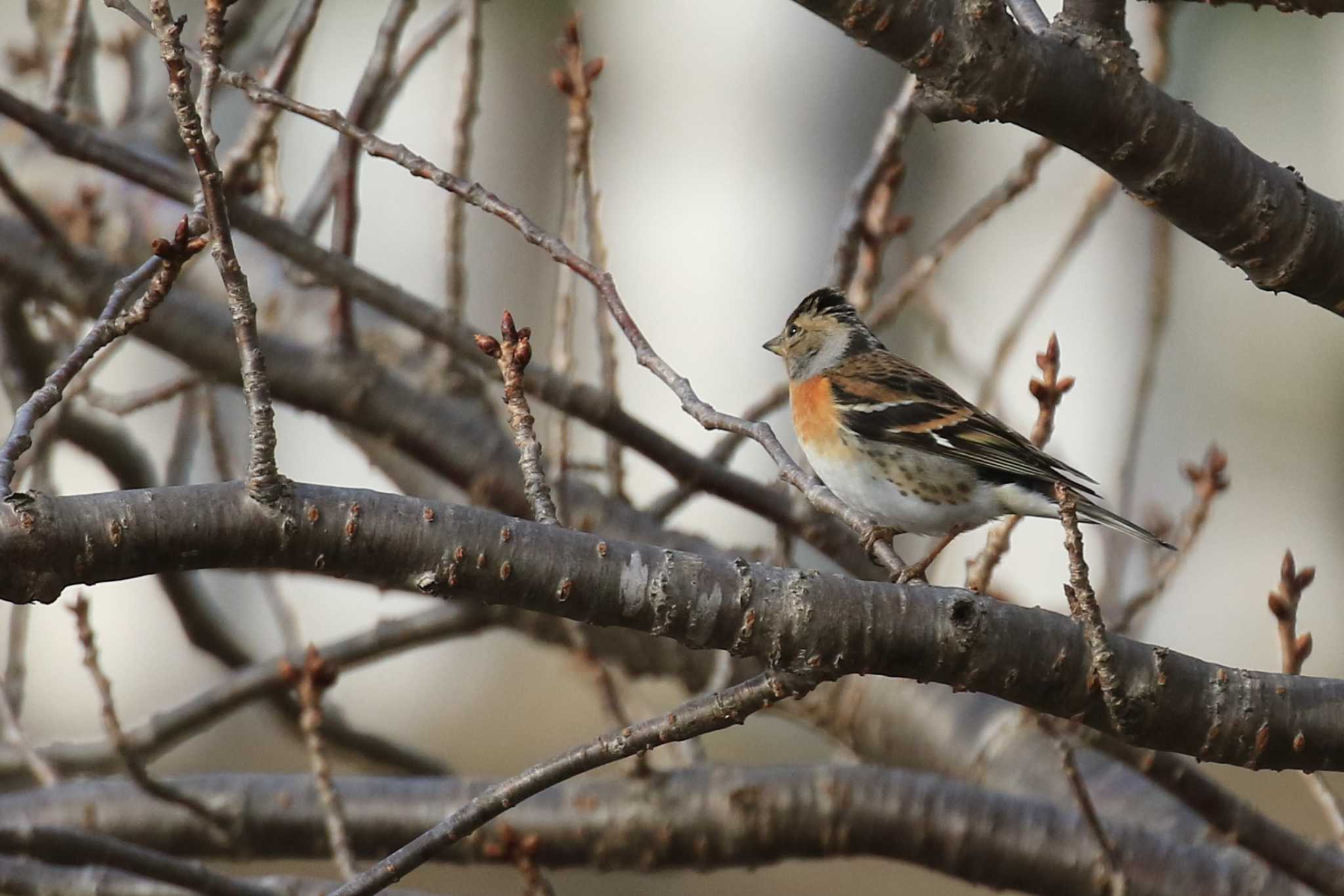 Brambling