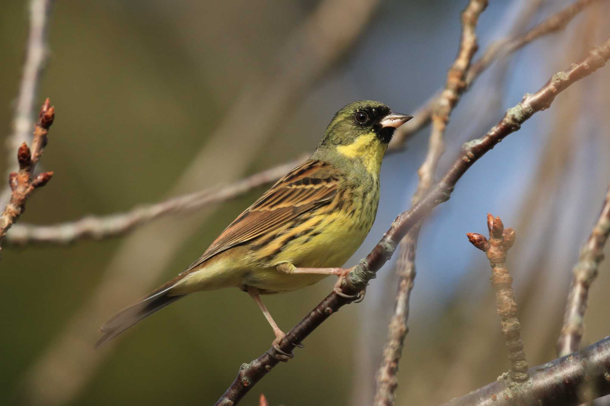 Masked Bunting