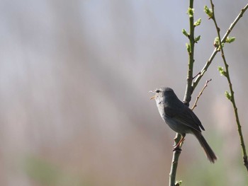 2022年4月10日(日) 北印旛沼の野鳥観察記録