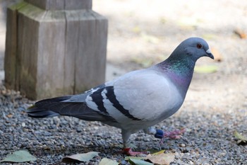 カワラバト 熱田神宮 2022年4月8日(金)