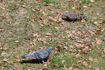 2022年4月8日(金) 荒子川公園の野鳥観察記録