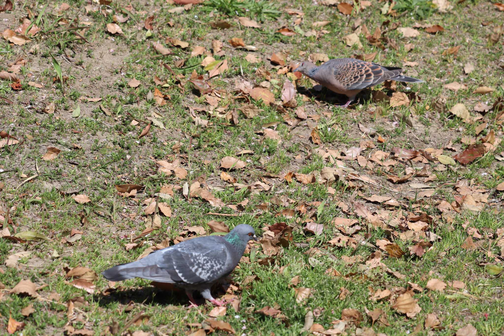 Rock Dove