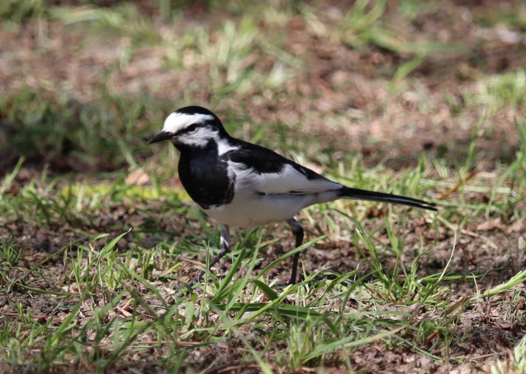 White Wagtail