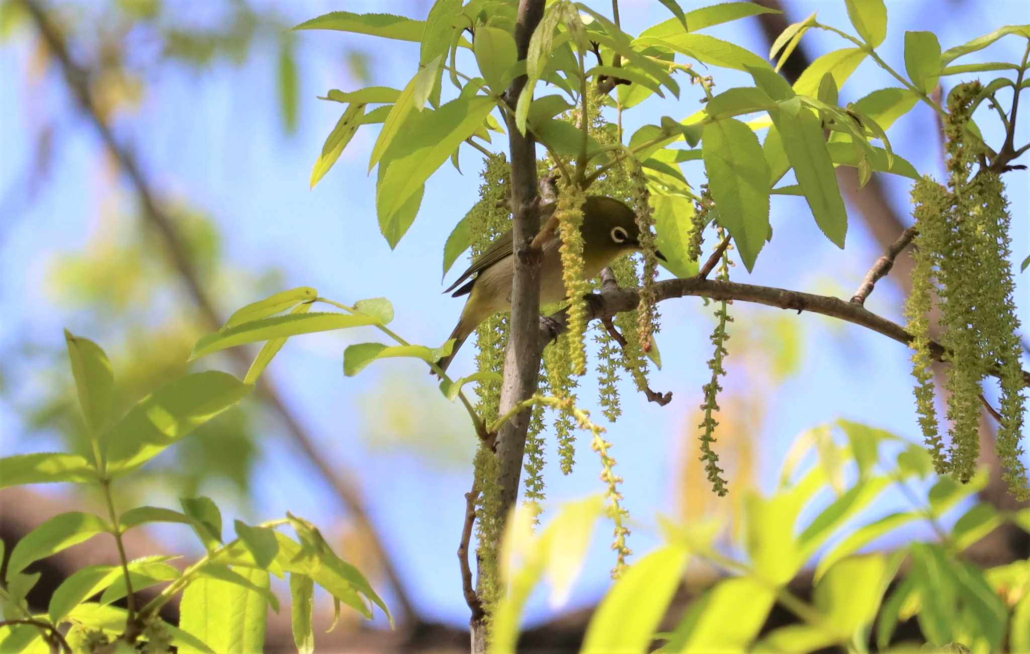 Warbling White-eye