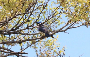 2022年4月10日(日) 大阪城公園の野鳥観察記録