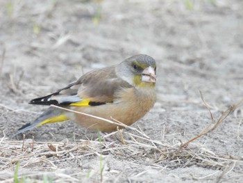 オオカワラヒワ 奥林匹克森林公園(北京) 2022年4月3日(日)