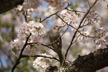 ヒヨドリ 小谷城 2022年4月11日(月)