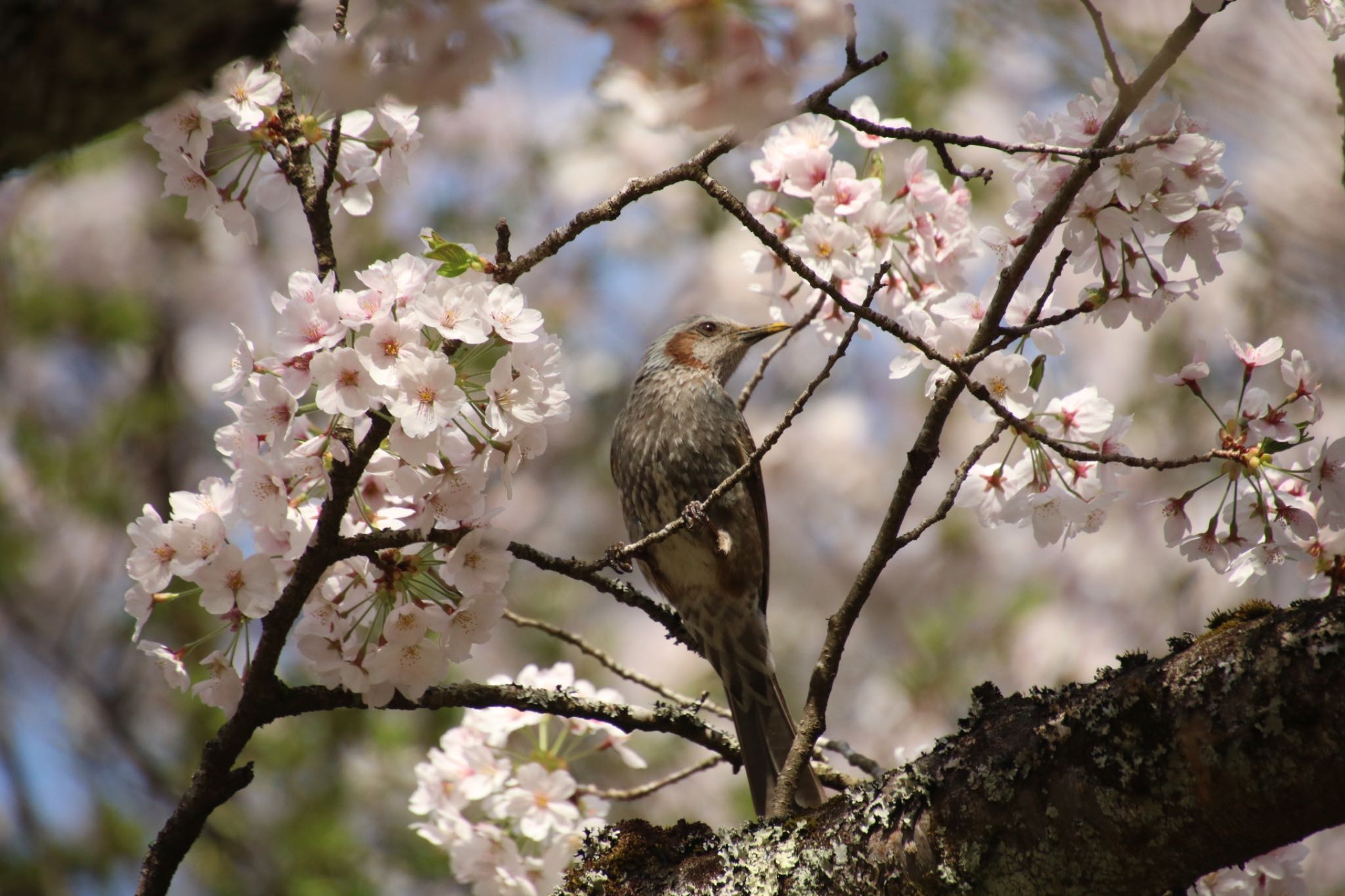 小谷城 ヒヨドリの写真 by Mariko N