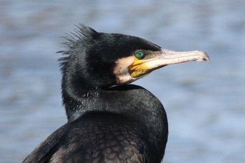 Great Cormorant 東京 Tue, 2/23/2021