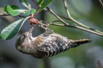 Japanese Pygmy Woodpecker Akashi Park Sun, 11/12/2017