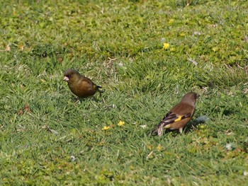 Grey-capped Greenfinch 荒川生物生態園(東京都板橋区) Mon, 4/11/2022