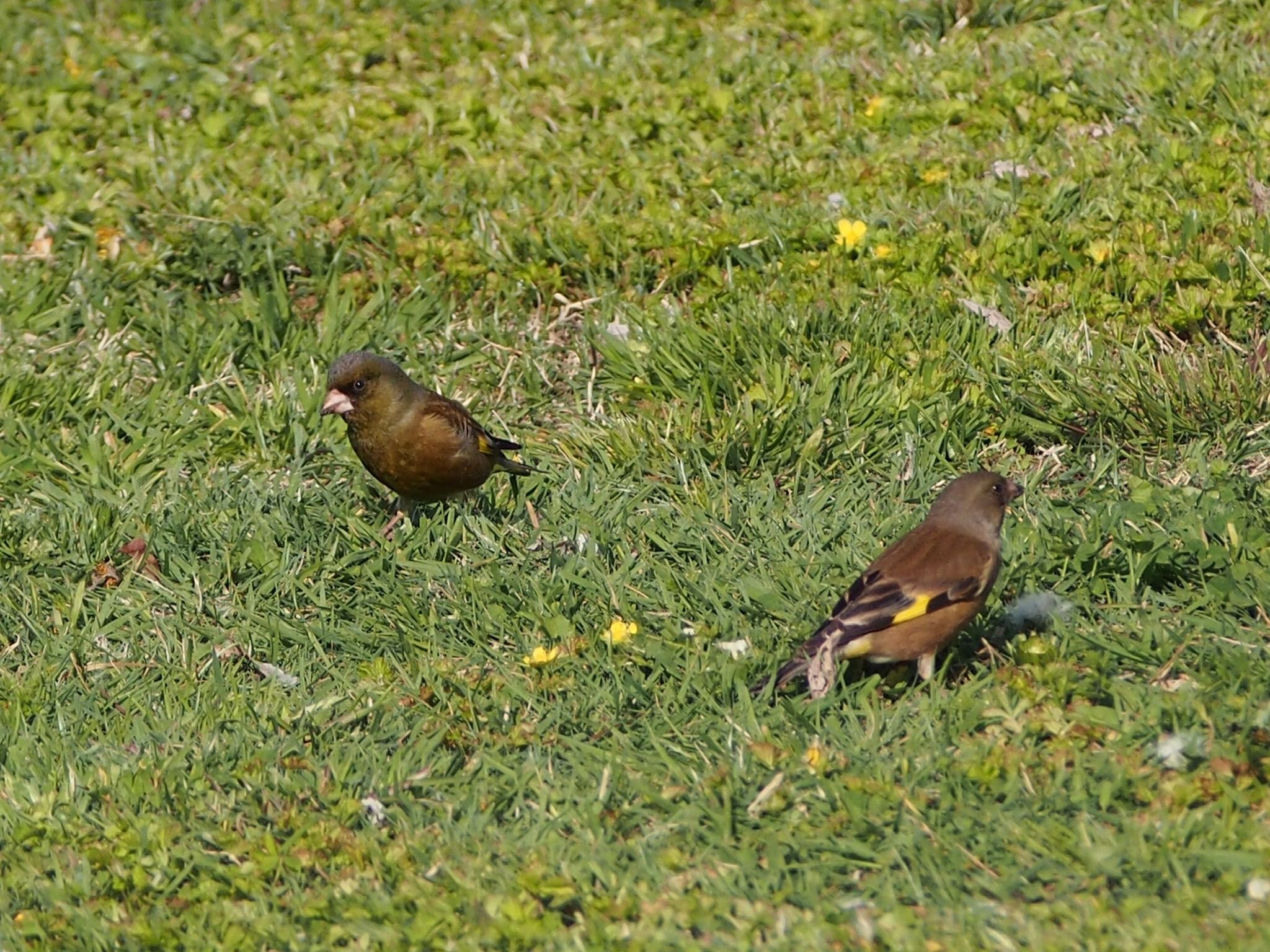 Grey-capped Greenfinch