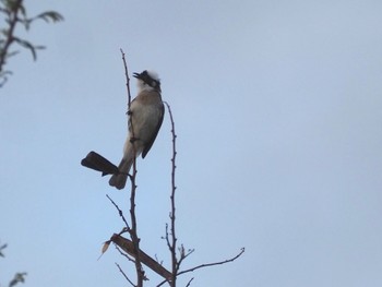 Light-vented Bulbul 那覇 Sun, 4/10/2022