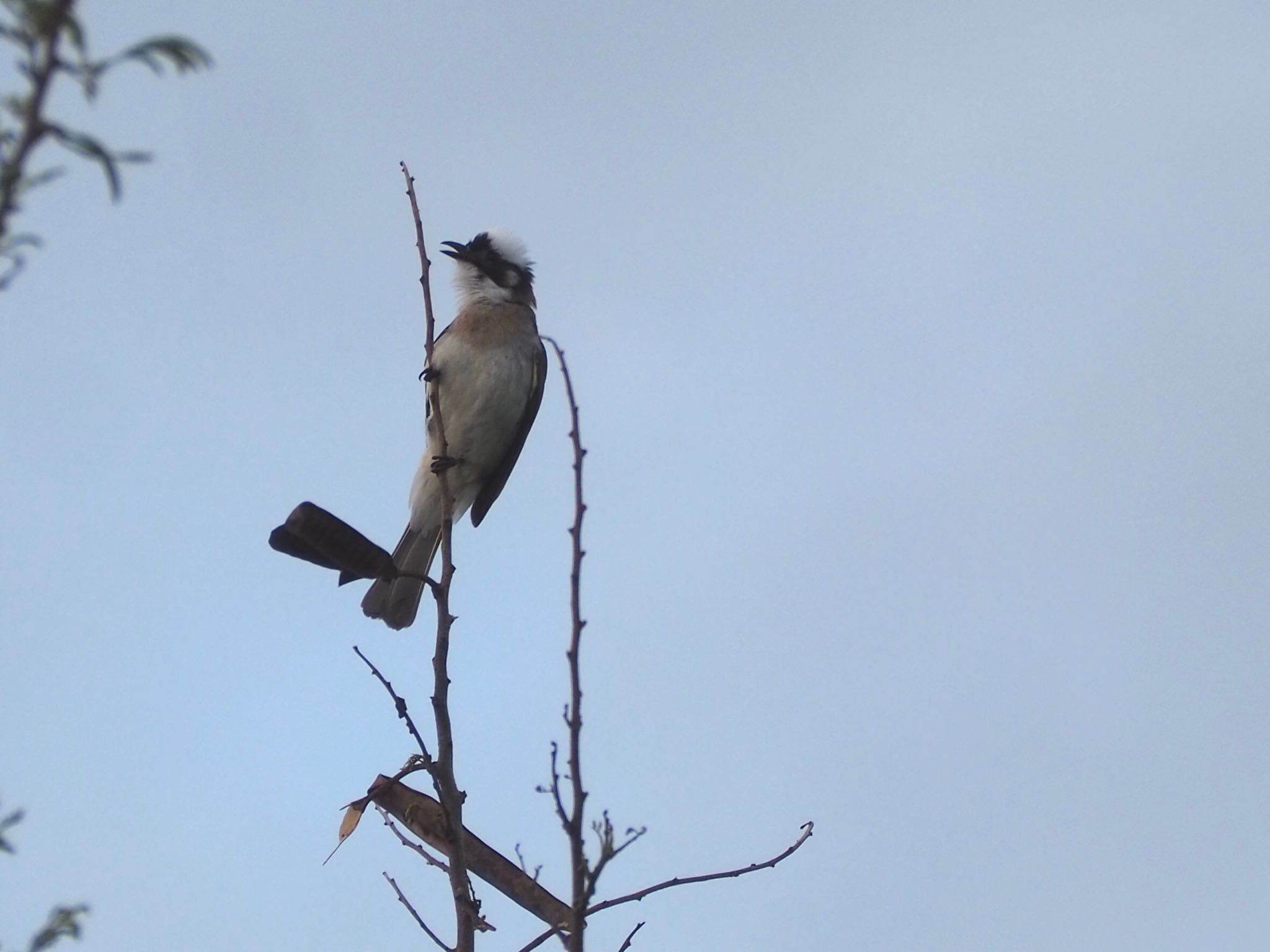 Light-vented Bulbul