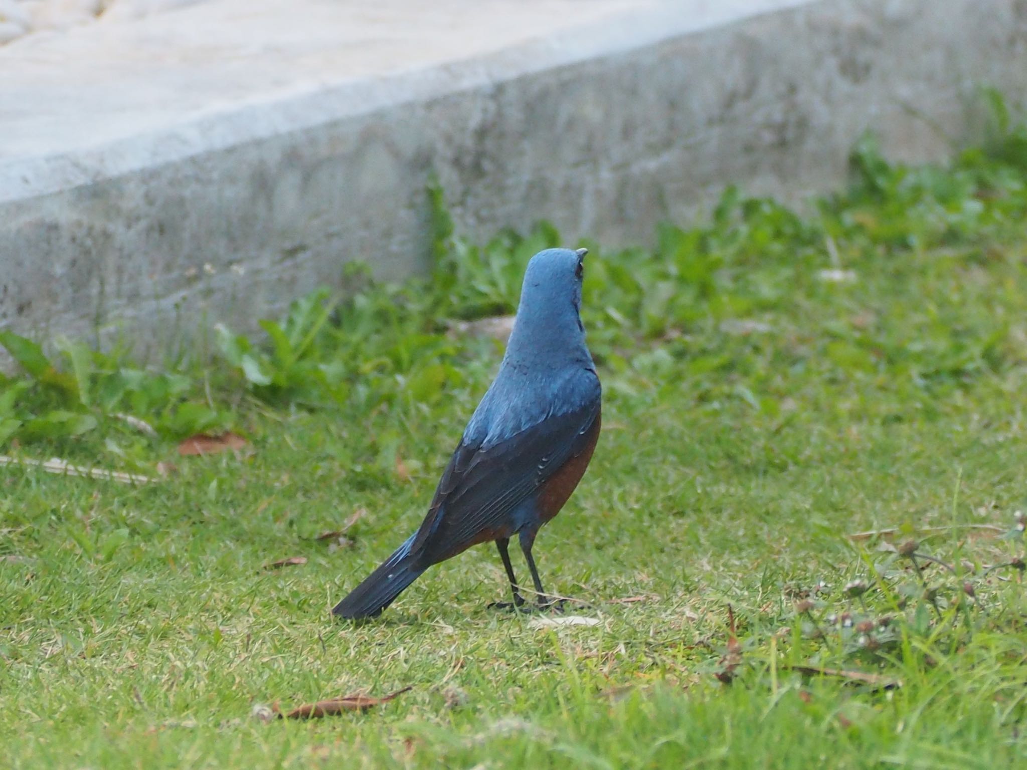 Photo of Blue Rock Thrush at 那覇 by mk623