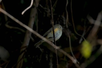 Red-flanked Bluetail Hayatogawa Forest Road Wed, 11/15/2017