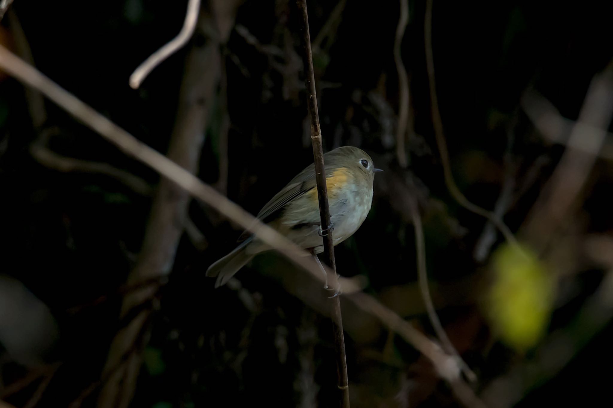 Red-flanked Bluetail