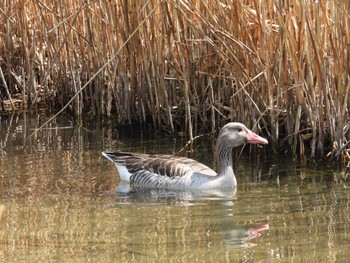 ハイイロガン 奥林匹克森林公園(北京) 2022年4月3日(日)