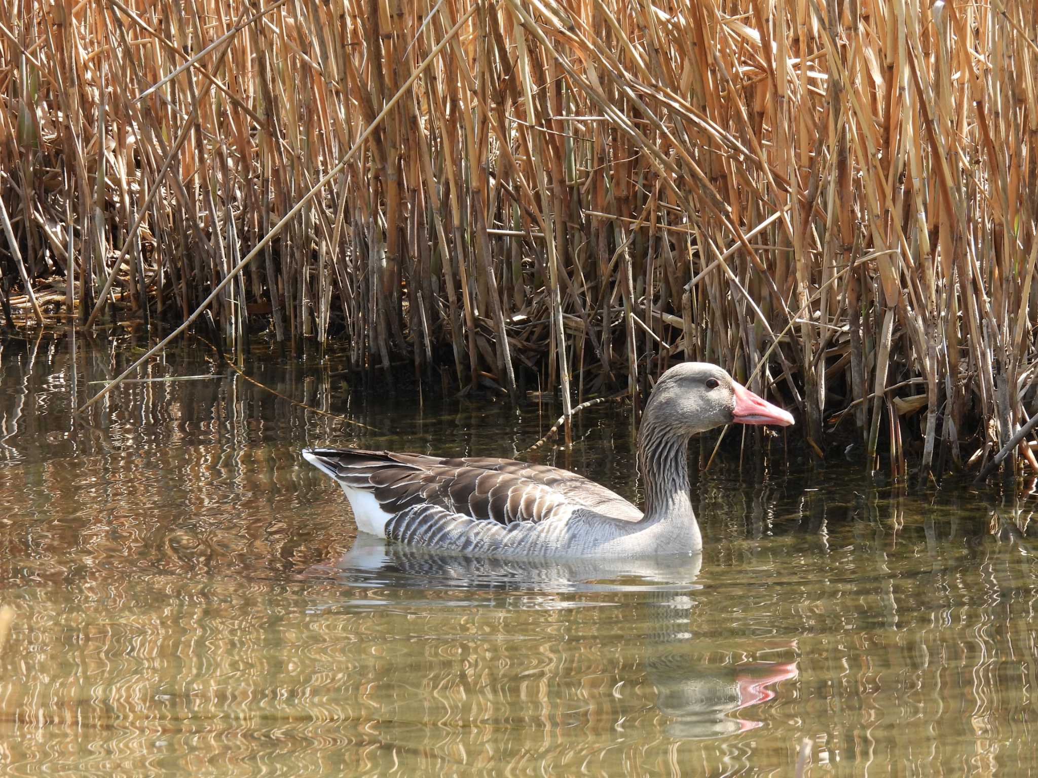 Greylag Goose