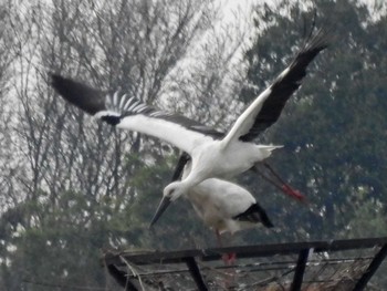 コウノトリ 渡良瀬遊水地 2022年4月11日(月)