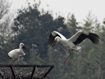 コウノトリ 渡良瀬遊水地 2022年4月11日(月)