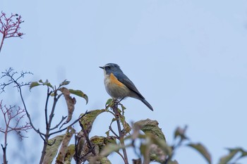 Red-flanked Bluetail Hayatogawa Forest Road Wed, 11/15/2017