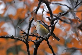 Red-flanked Bluetail Hayatogawa Forest Road Wed, 11/15/2017